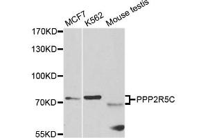 Western blot analysis of extracts of various cell lines, using PPP2R5C antibody. (PPP2R5C antibody)