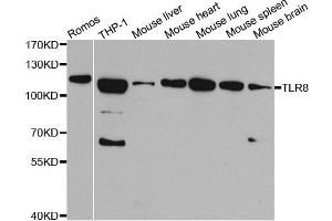 Western blot analysis of extracts of various cell lines,using TLR8 antibody. (TLR8 antibody)