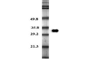 Western blot analysis in human plasma using anti-Adiponectin (human), pAb (Biotin)  at 0. (ADIPOQ antibody  (Biotin))