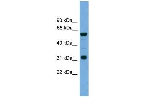 WB Suggested Anti-Gja10 Antibody Titration:  0. (GJa10 antibody  (N-Term))