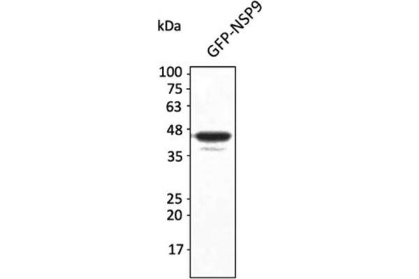 SARS-CoV-2 NSP9 antibody