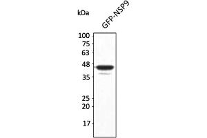 Western Blotting (WB) image for anti-SARS-CoV-2 Non-Structural Protein 9 (NSP9) antibody (ABIN7273002) (SARS-CoV-2 NSP9 antibody)