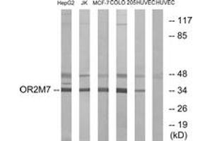 Western blot analysis of extracts from HuvEc/COLO/MCF-7/Jurkat/HepG2 cells, using OR2M7 Antibody. (OR2M7 antibody  (AA 241-290))
