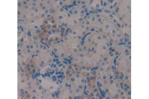 IHC-P analysis of Rat Tissue, with DAB staining. (MGEA5 antibody  (AA 271-438))
