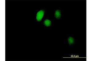 Immunofluorescence (IF) image for anti-BolA-like Protein 1 (BOLA1) (AA 1-137) antibody (ABIN526412)