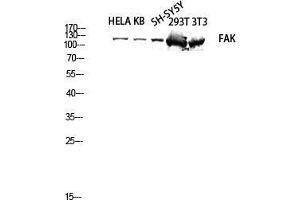 Western Blot (WB) analysis of HeLa KB SH-SY5Y 293T 3T3 lysis using FAK antibody. (FAK antibody  (Thr402, Thr421, Thr423))