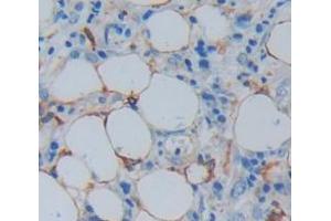 Figure. (MYH7B antibody  (AA 829-1106))