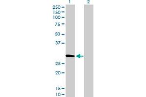 Western Blot analysis of PSME2 expression in transfected 293T cell line by PSME2 MaxPab polyclonal antibody. (PSME2 antibody  (AA 1-239))