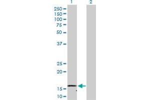 Western Blot analysis of NDUFB1 expression in transfected 293T cell line by NDUFB1 MaxPab polyclonal antibody. (NDUFB1 antibody  (AA 1-105))