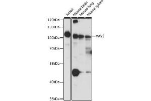 Western blot analysis of extracts of various cell lines, using VAV3 antibody. (VAV3 antibody)