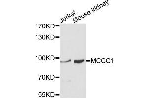 Western blot analysis of extracts of Jurkat and mouse kidney cells, using MCCC1 antibody. (MCCC1 antibody)