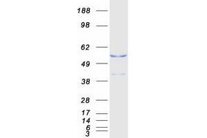 Validation with Western Blot (GAPDHS Protein (Myc-DYKDDDDK Tag))