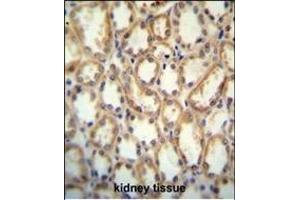KCNT2 antibody (C-term) (ABIN654309 and ABIN2844095) immunohistochemistry analysis in formalin fixed and paraffin embedded human kidney tissue followed by peroxidase conjugation of the secondary antibody and DAB staining. (KCNT2 antibody  (C-Term))