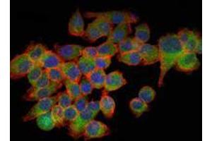Immunofluorescence analysis of GC-7901 cells using EIF4E mouse mAb (green). (EIF4E antibody)