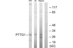 Western Blotting (WB) image for anti-Pituitary Tumor-Transforming 1 (PTTG1) (Internal Region) antibody (ABIN1849089) (PTTG1 antibody  (Internal Region))