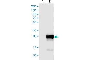 COMMD9 antibody