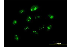 Immunofluorescence of purified MaxPab antibody to NPM3 on HeLa cell. (NPM3 antibody  (AA 1-178))