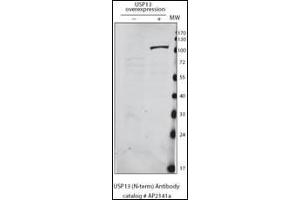 Detection of USP13 in HeLa cells expressing exogenous USP13 by anti-USP13 Pab. (USP13 antibody  (AA 389-419))