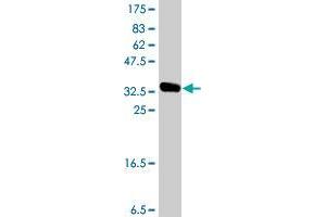 RNF146 antibody  (AA 1-110)