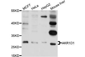Western blot analysis of extracts of various cell lines, using AKR1D1 antibody (ABIN5995883) at 1/1000 dilution. (AKR1D1 antibody)