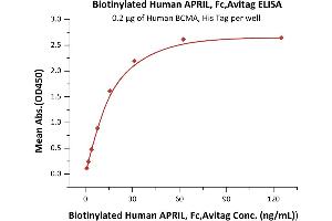Immobilized Human BCMA, His Tag (ABIN4949075,ABIN4949076) at 2 μg/mL (100 μL/well) can bind Biotinylated Human APRIL, Fc,Avitag (ABIN6731326,ABIN6809916) with a linear range of 1-20 ng/mL (QC tested). (TNFSF13 Protein (AA 105-250) (Fc Tag,AVI tag,Biotin))