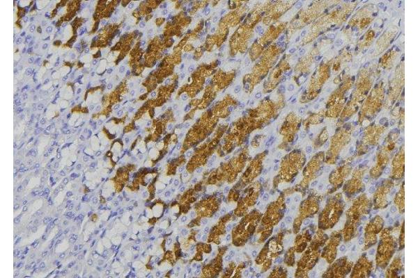 GUCY1B2 antibody