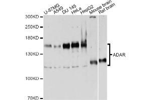 Western blot analysis of extracts of various cell lines, using ADAR antibody. (ADAR antibody)