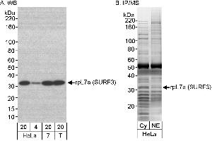 Immunoprecipitation (IP) image for anti-RpL7a/SURF3 (C-Term) antibody (ABIN7453867) (RpL7a/SURF3 (C-Term) antibody)