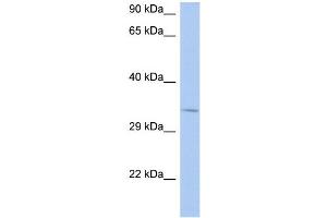 WB Suggested Anti-NAPB Antibody Titration:  0. (NAPB antibody  (N-Term))