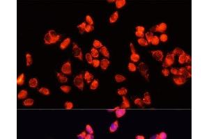 Immunofluorescence analysis of HeLa cells using Angiopoietin 2 Polyclonal Antibody at dilution of 1:100 (40x lens). (Angiopoietin 2 antibody)