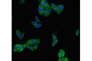 Immunofluorescent analysis of HepG2 cells using ABIN7163679 at dilution of 1:100 and Alexa Fluor 488-congugated AffiniPure Goat Anti-Rabbit IgG(H+L)