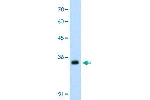Western Blot analysis of HepG2 cell lysate with APOBEC3D polyclonal antibody  at 0.