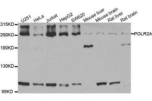 Western blot analysis of extracts of various cell lines, using POLR2A antibody. (POLR2A/RPB1 antibody  (AA 1-260))