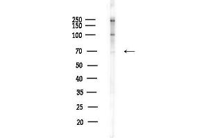 anti-V-Myb Myeloblastosis Viral Oncogene Homolog (Avian) (MYB) (pSer532) antibody