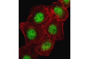 Fluorescent image of A549 cell stained with CREB1 Antibody . (CREB1 antibody  (AA 105-132))