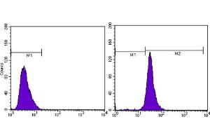 Flow cytometric analysis of MCF-7 cells using beta Actin mouse mAb (right) and negative control (left). (beta Actin antibody)