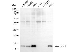 Western blotting analysis using DDT antibody (ABIN7798269). (DDT antibody)