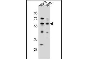 KLF4 Antibody (Center) (ABIN656007 and ABIN2845383) western blot analysis in MCF-7,K562 cell line lysates (35 μg/lane). (KLF4 antibody  (AA 283-314))