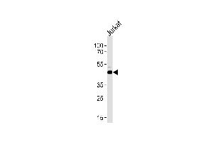 ATG4B Antibody (Center) (ABIN1881082 and ABIN2838473) western blot analysis in Jurkat cell line lysates (35 μg/lane). (ATG4B antibody  (AA 250-290))