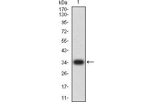 Western blot analysis using CD363 mAb against human CD363 recombinant protein. (S1PR1 antibody)