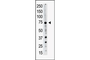 Western blot analysis of PRDM14 polyclonal antibody (ABIN388018 and ABIN2845429) in A549 cell lysate.