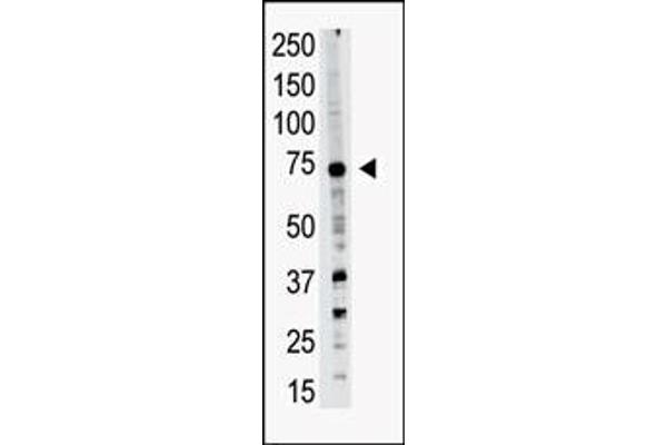 PRDM14 Antikörper  (N-Term)