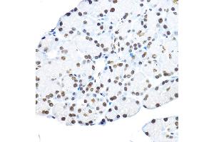 Immunohistochemistry (IHC) image for anti-Nuclear Receptor Subfamily 5, Group A, Member 2 (NR5A2) (AA 1-140) antibody (ABIN6144832)