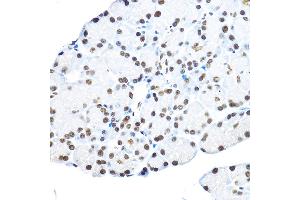 Immunohistochemistry of paraffin-embedded rat pancreas using NR5 Rabbit pAb (ABIN6133574, ABIN6144832, ABIN6144834 and ABIN6217774) at dilution of 1:100 (40x lens). (NR5A2 + LRH1 antibody  (AA 1-140))