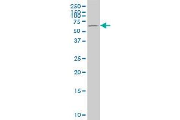 POT1 antibody  (AA 1-95)