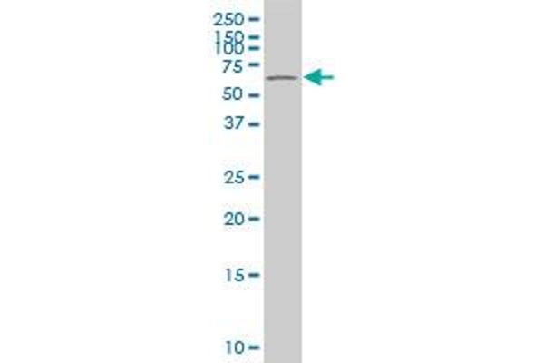 POT1 antibody  (AA 1-95)