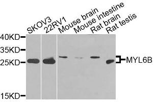 Western blot analysis of extracts of various cells, using MYL6B antibody. (MYL6B antibody)
