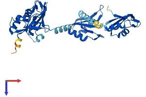 Poly(A) Binding Protein, Cytoplasmic 4-Like (PABPC4L) (AA 1-370) protein (His tag)