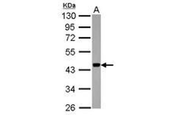 APOBEC3F 抗体  (AA 34-263)