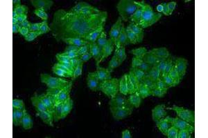 Immunofluorescence (IF) image for anti-Basigin (Ok Blood Group) (BSG) antibody (Alexa Fluor 488) (ABIN2657334) (CD147 antibody  (Alexa Fluor 488))